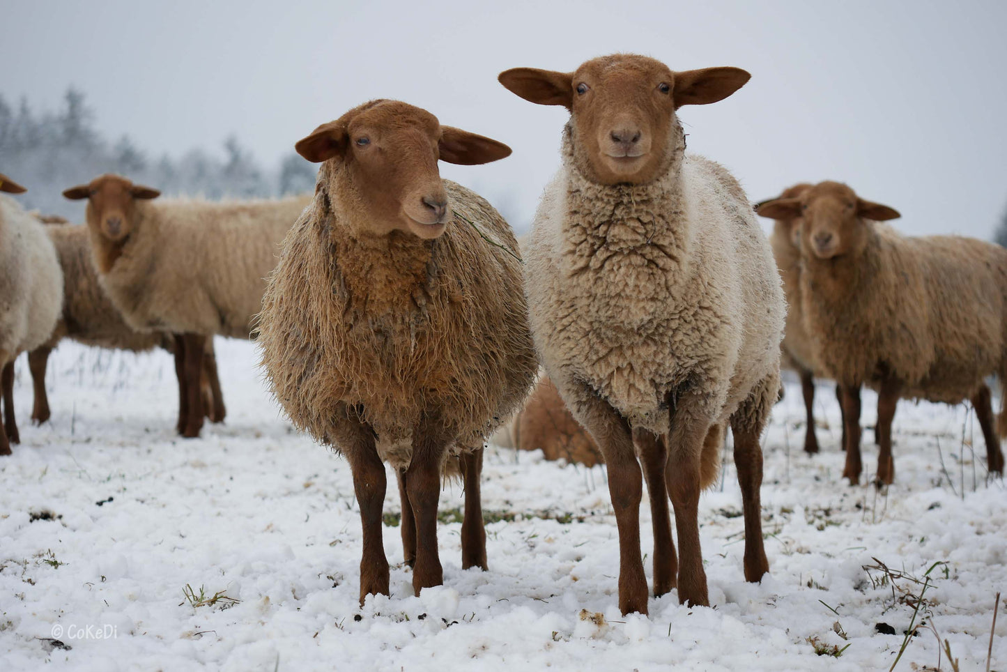 Ravensberg Qualität Winterbettdecke aus Schafwolle