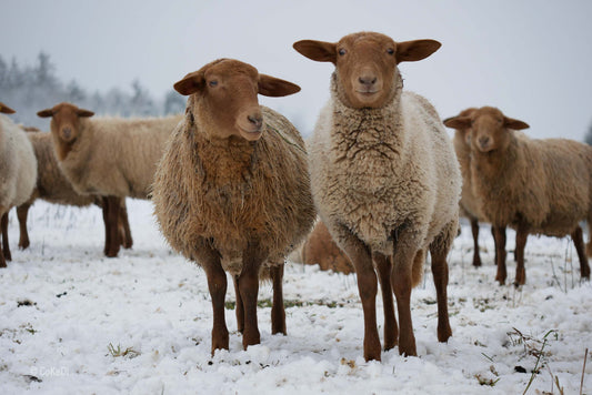 Ravensberg Qualität Winterbettdecke aus Schafwolle